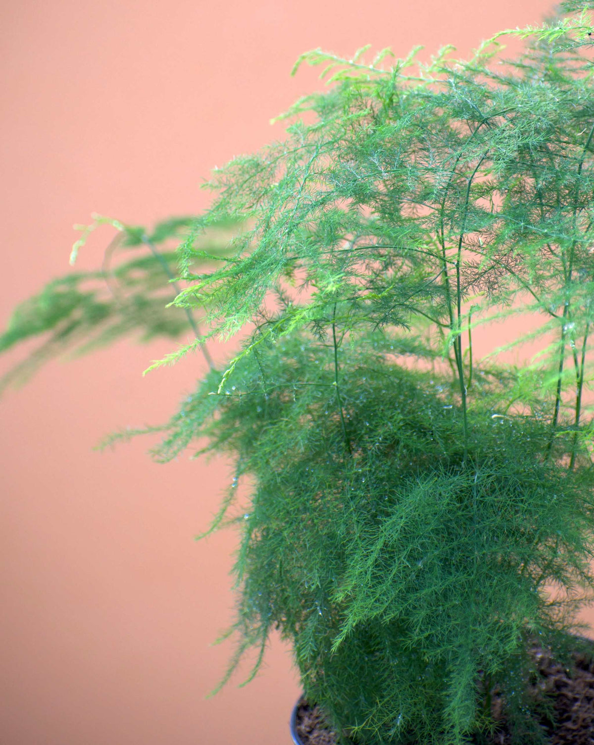 Fjädersparris 'Asparagus setaceus'
