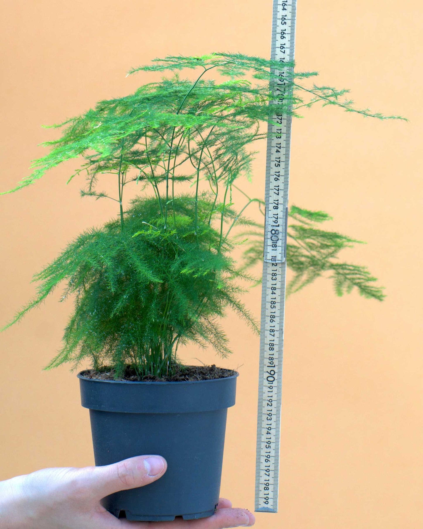 Fjädersparris 'Asparagus setaceus'