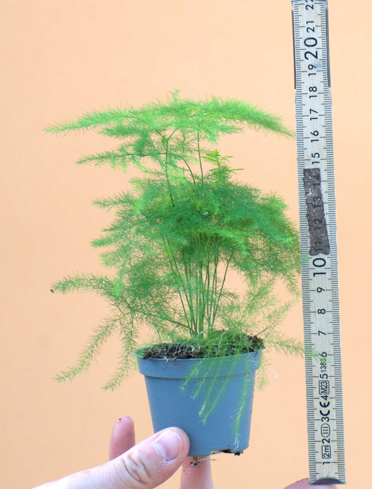 Fjädersparris 'Asparagus setaceus'