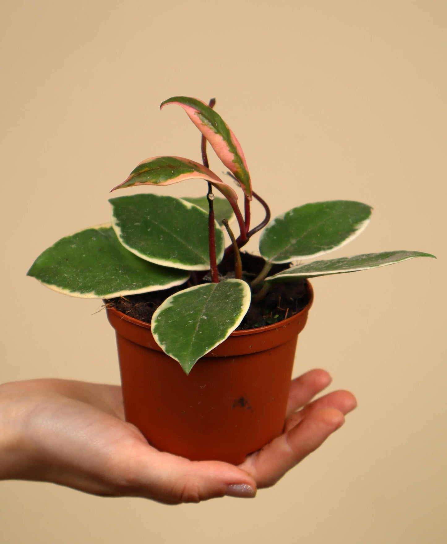 Hoya carnosa 'Flamingo dream'