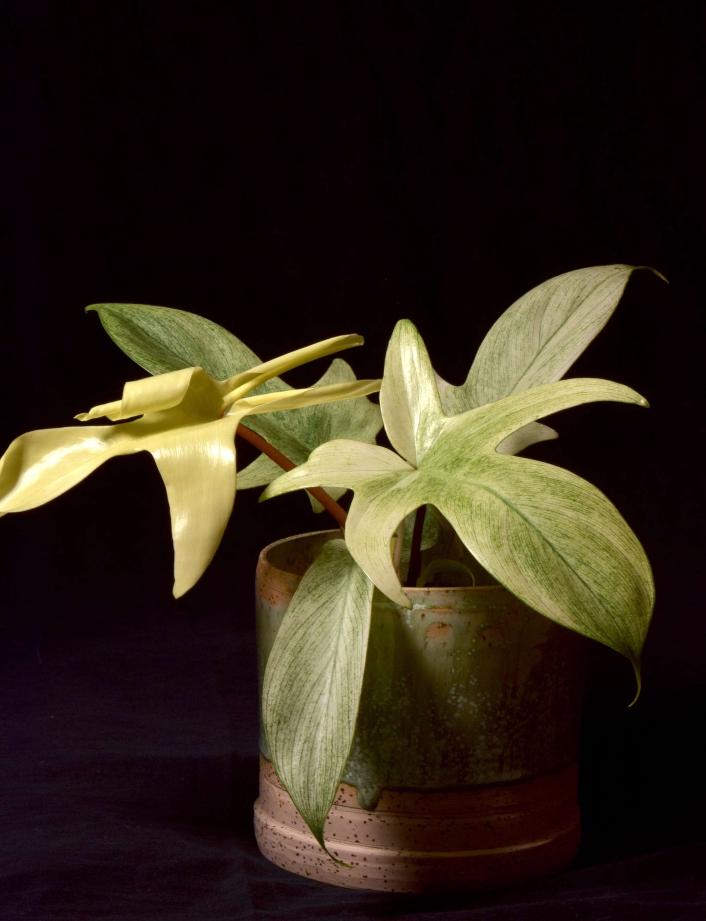 Philodendron 'Florida Ghost' large angle