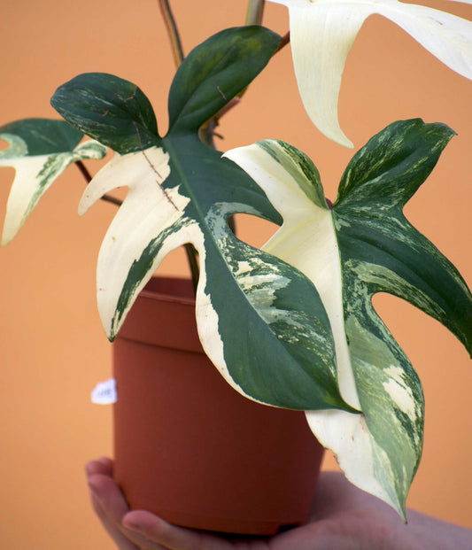 florida_beauty_variegata