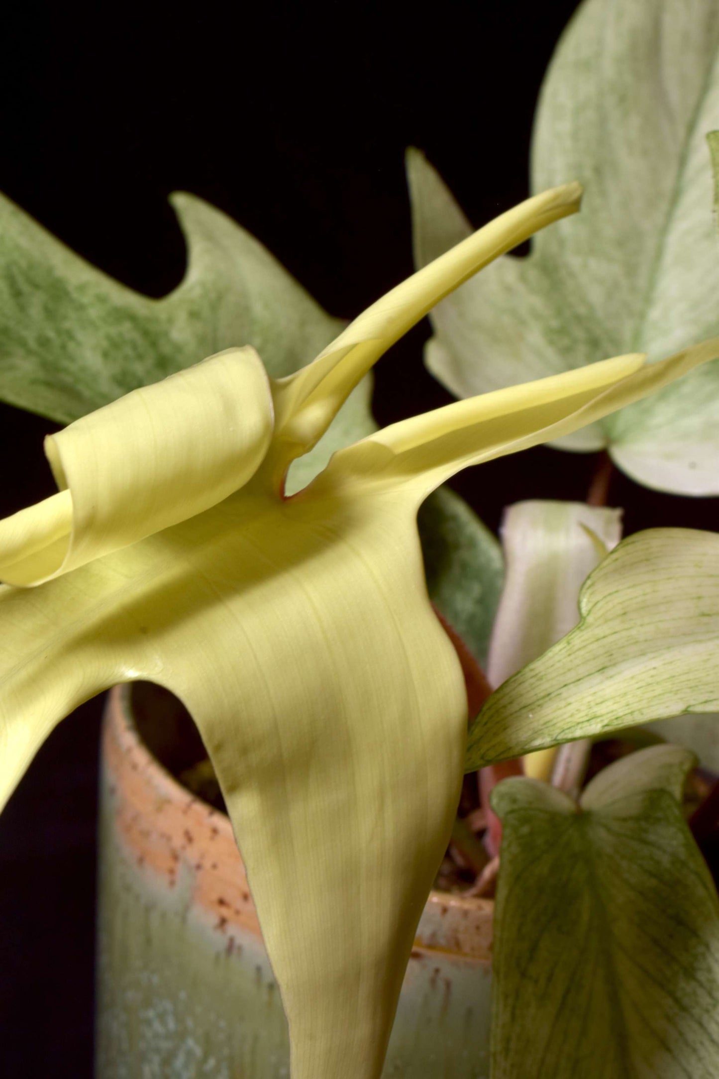 Philodendron 'Florida Ghost' unfurling leaf