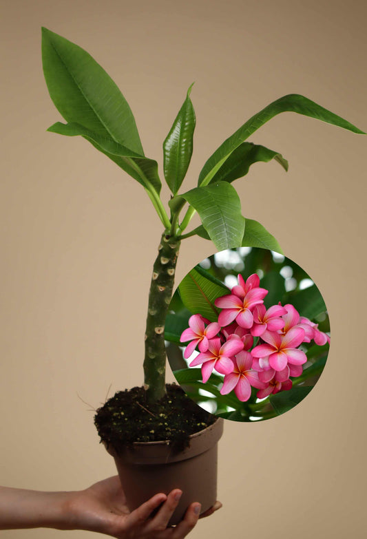 Plumeria rubra | Tempelblomma