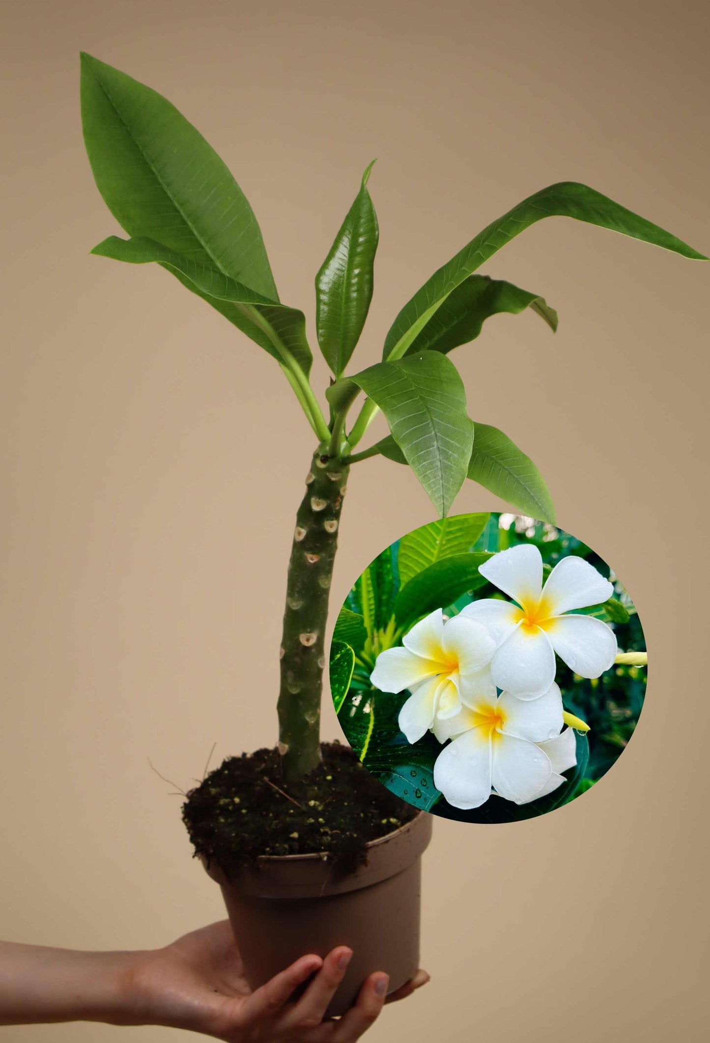 Plumeria rubra | Tempelblomma