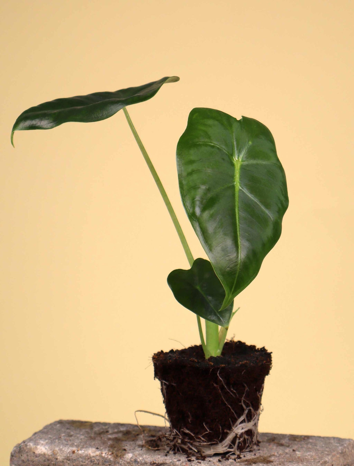 Alocasia micholitziana 'Frydek'