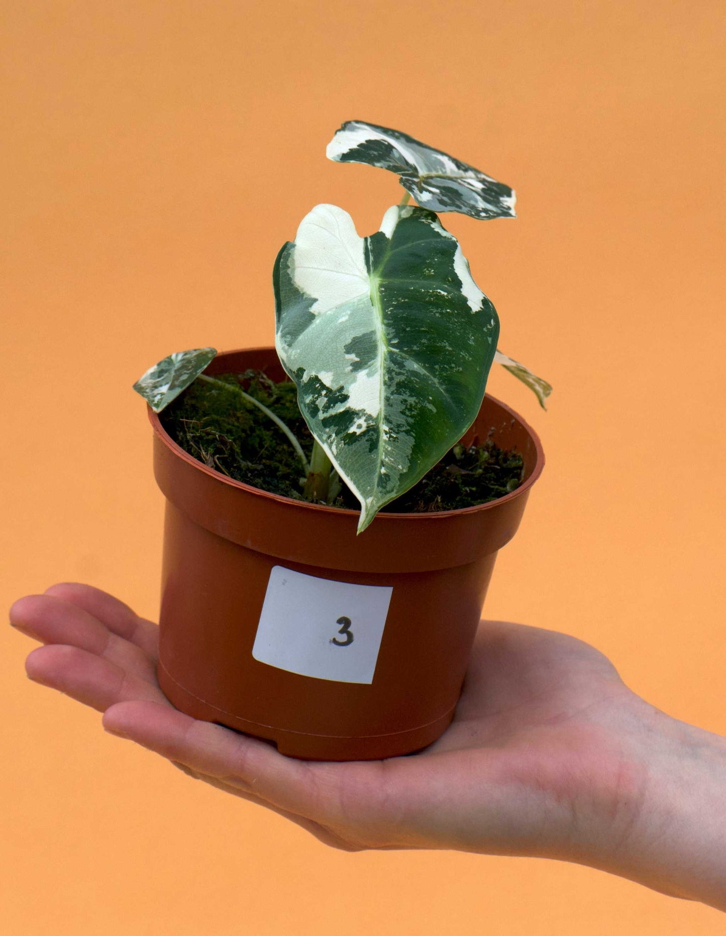 Alocasia frydek variegata