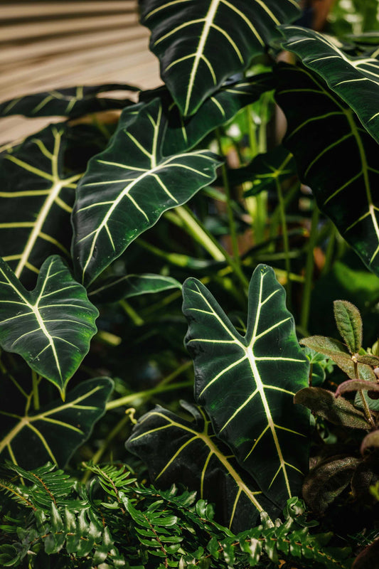 Alocasia micholitziana 'Frydek'
