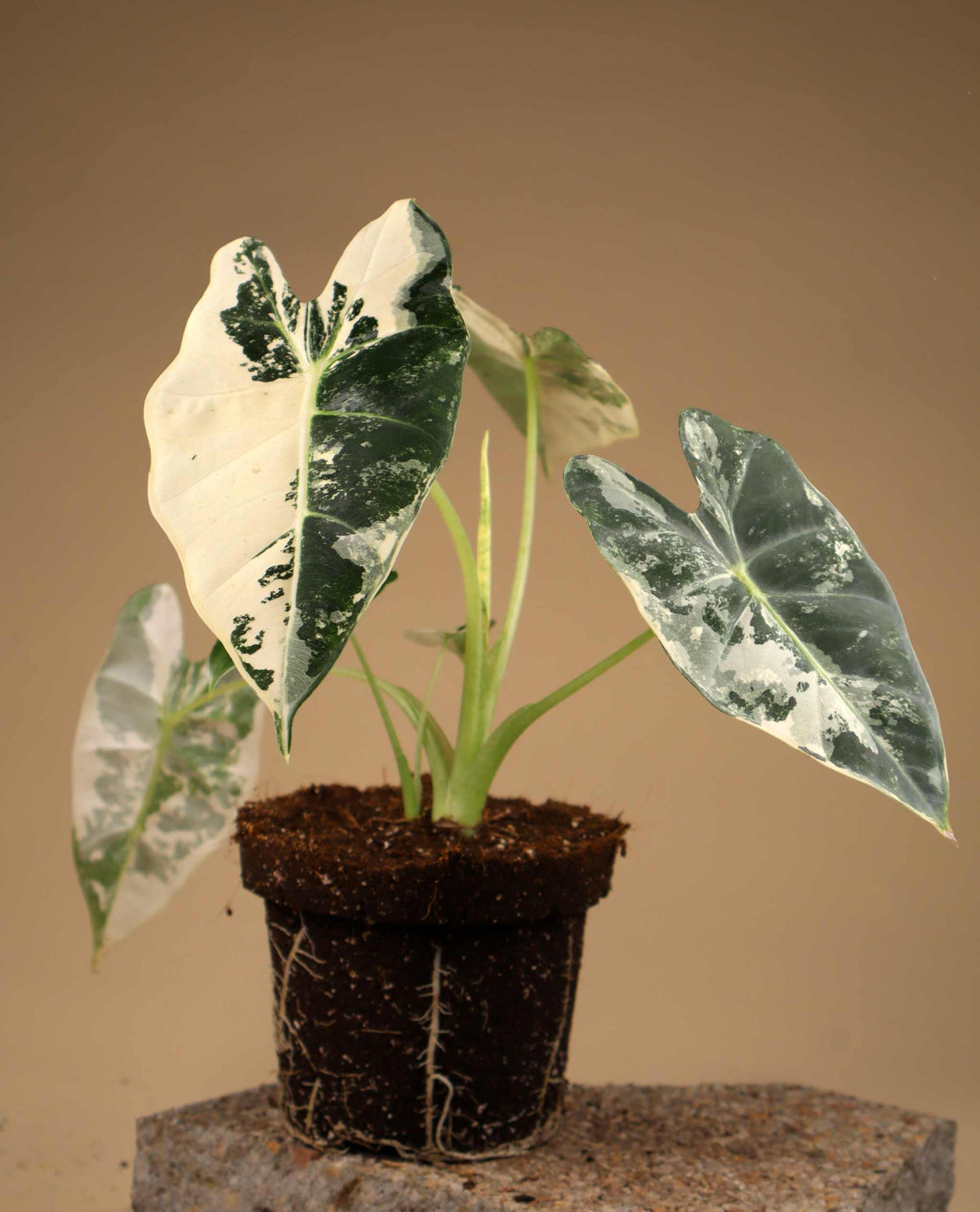 Alocasia frydek variegata