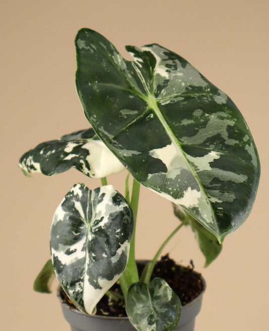 Alocasia frydek variegata