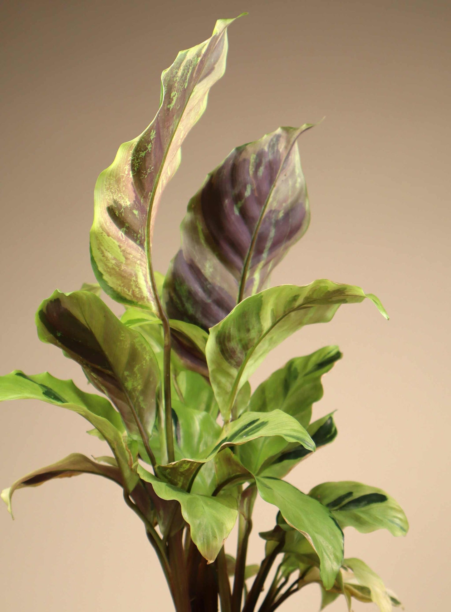 Calathea lietzei 'yellow fusion'