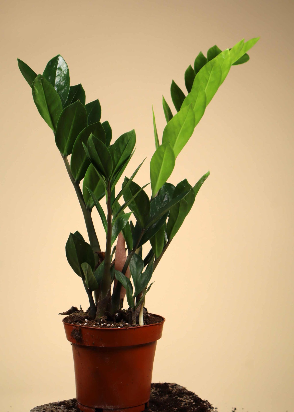 Glücksfeder 'Zamioculcas zamiifolia'