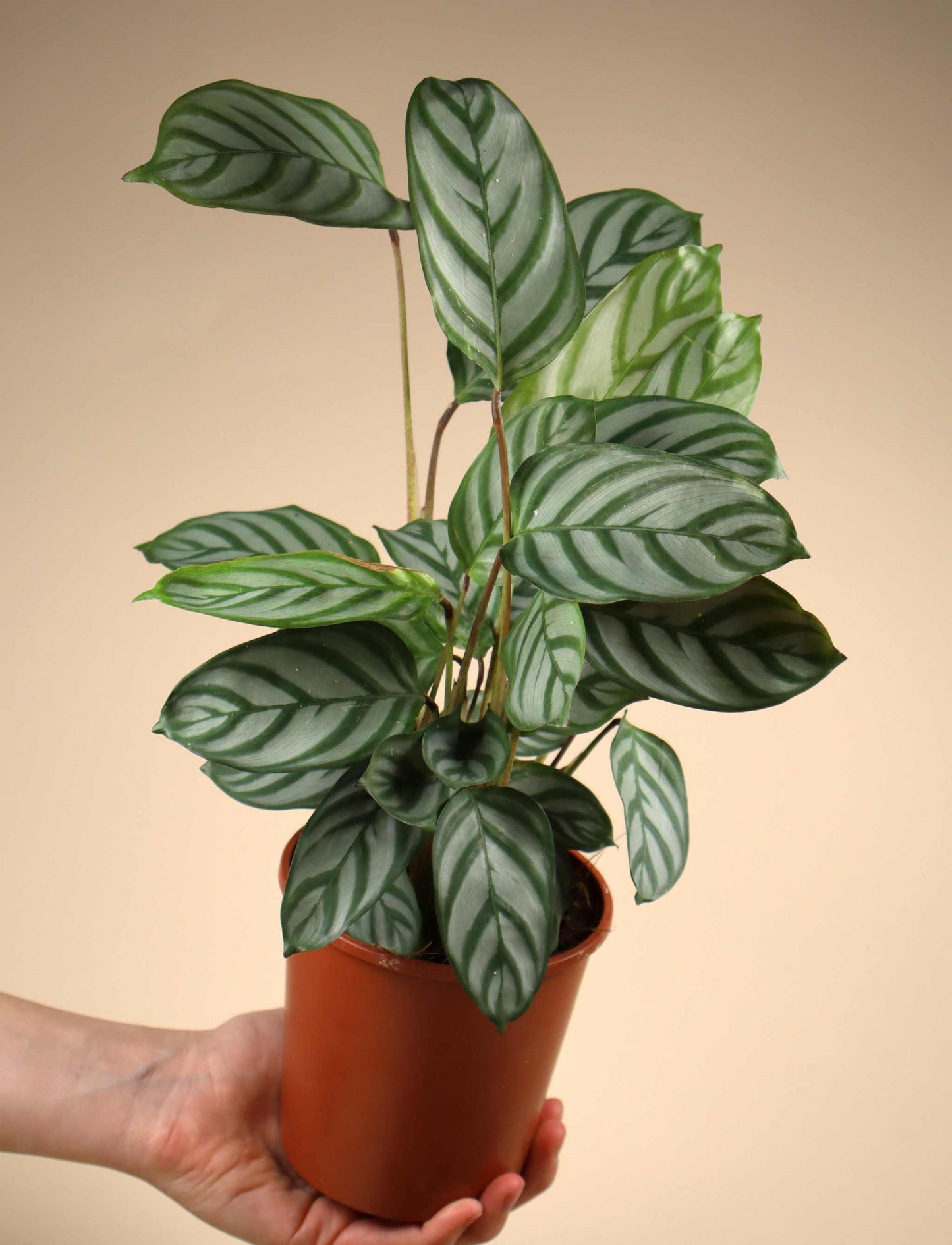 Calathea 'freddie' (goeppertia concinna)