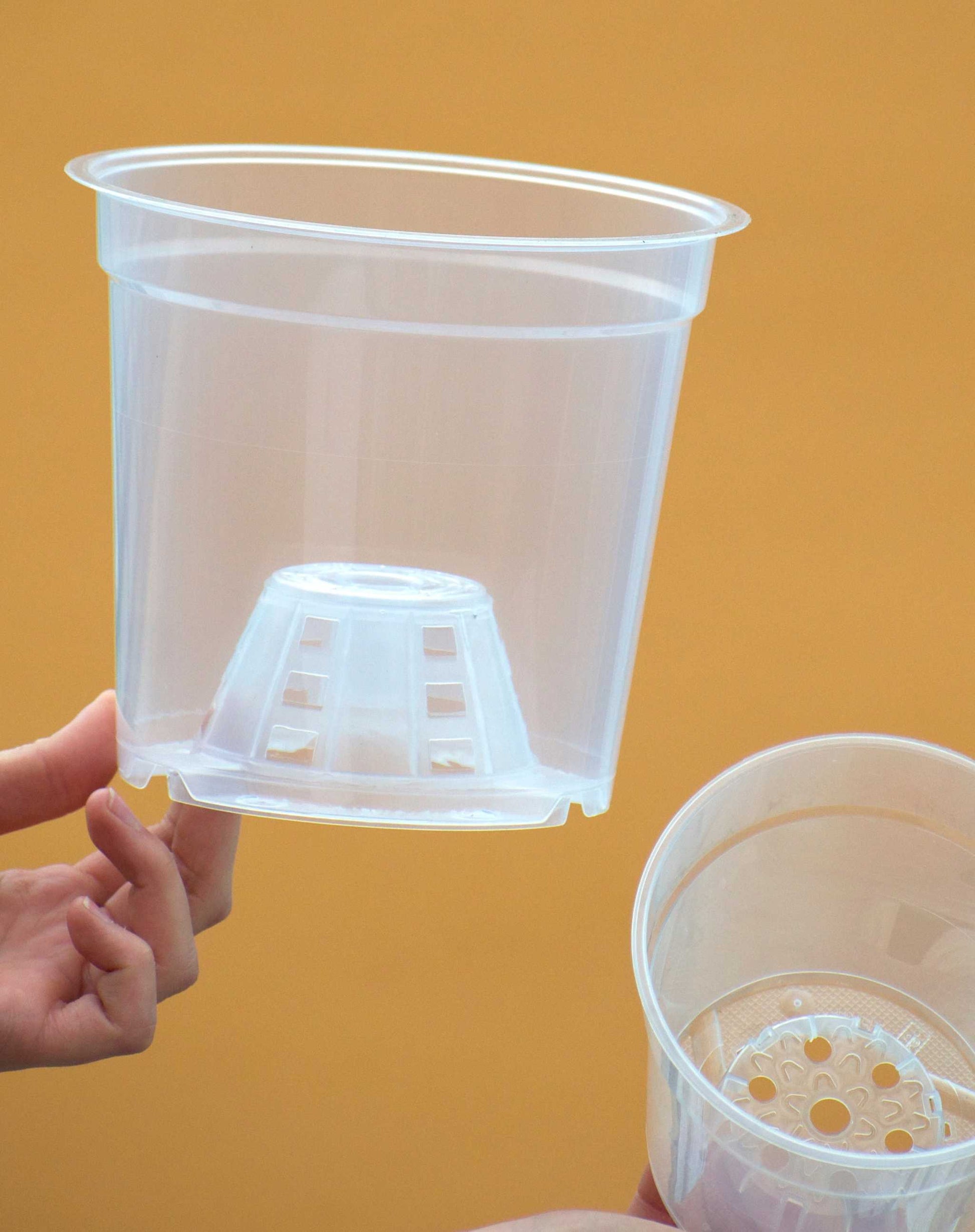 Orkidekruka genomskinlig stor