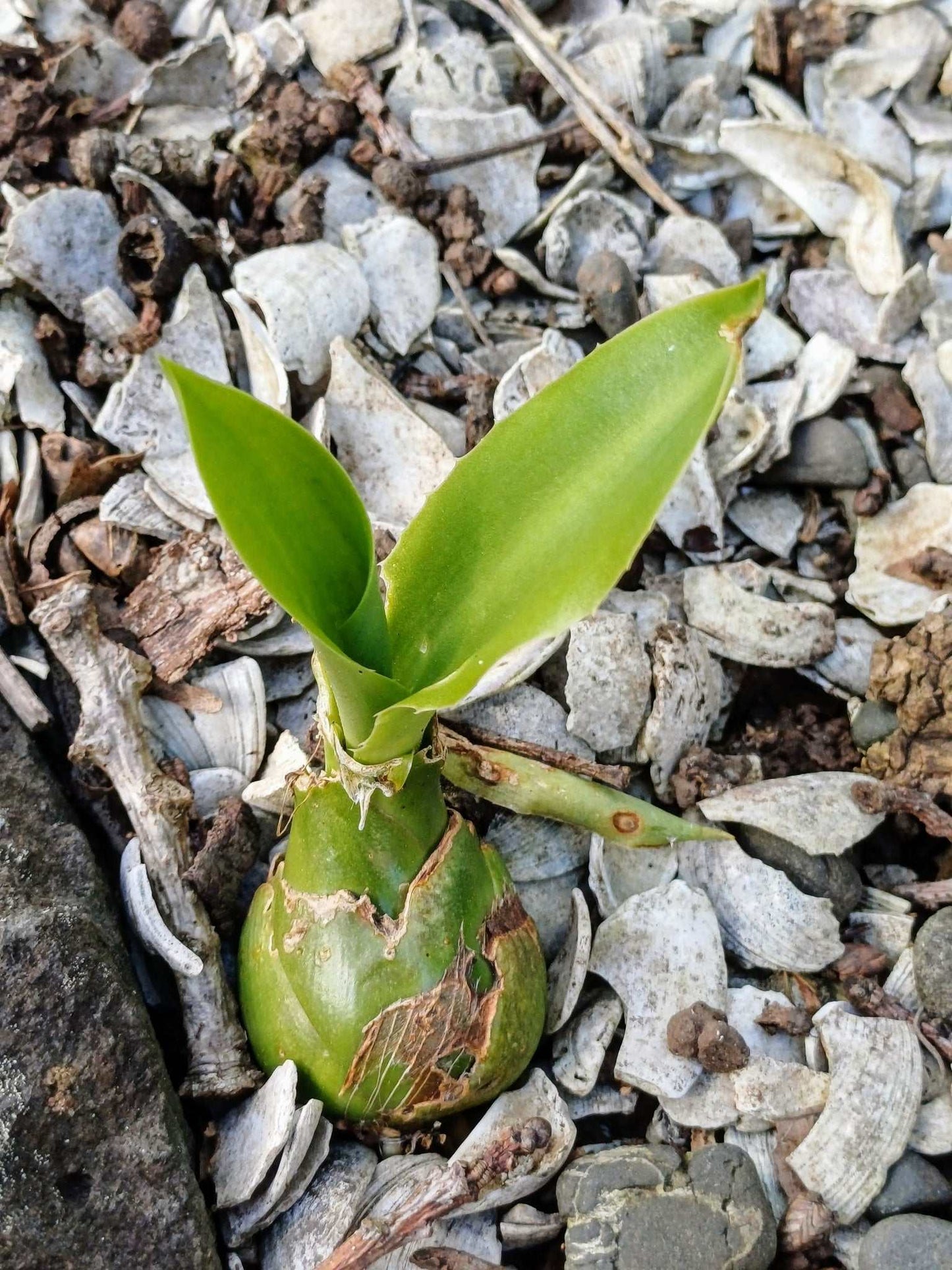 Furcraea foetida | Mauritius-hampa