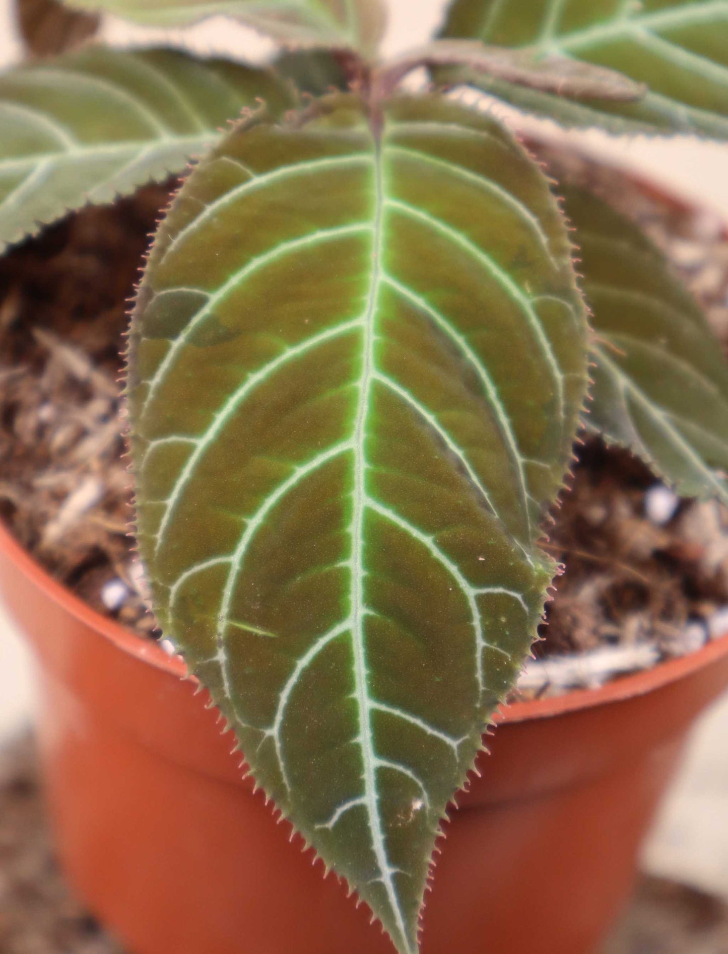 Ardisia gigantifolia