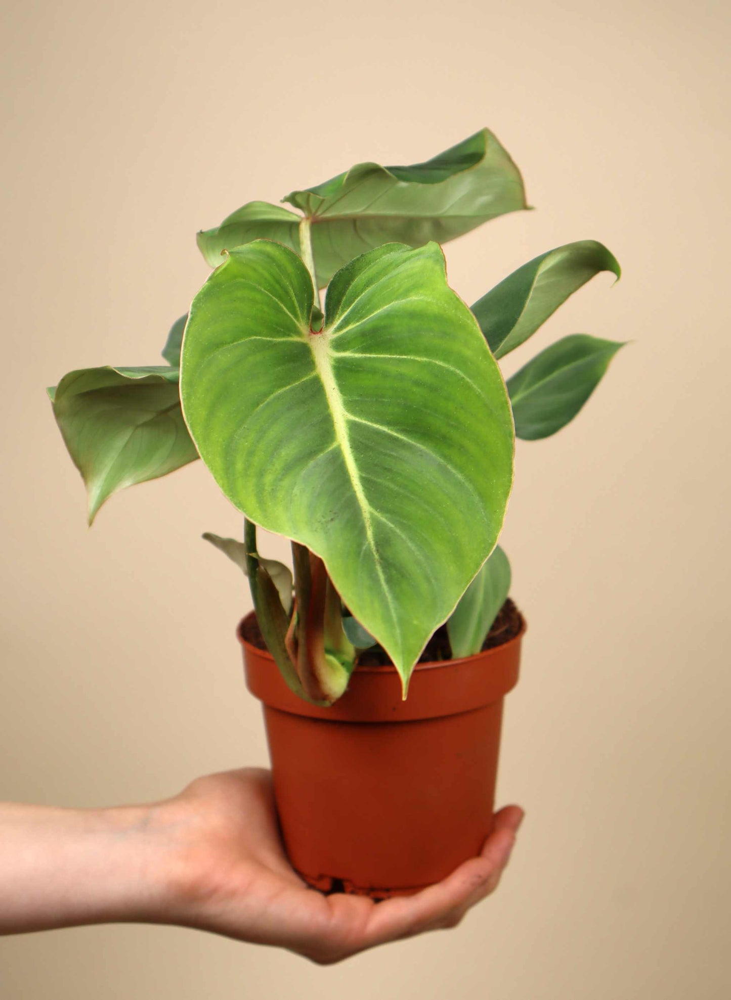 Philodendron gloriosum