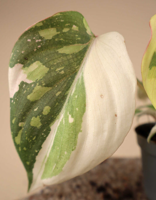 Philodendron gloriosum variegata
