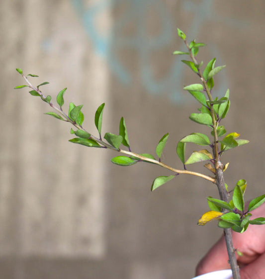 Gojiberry bush 'Lycium Barbarum'