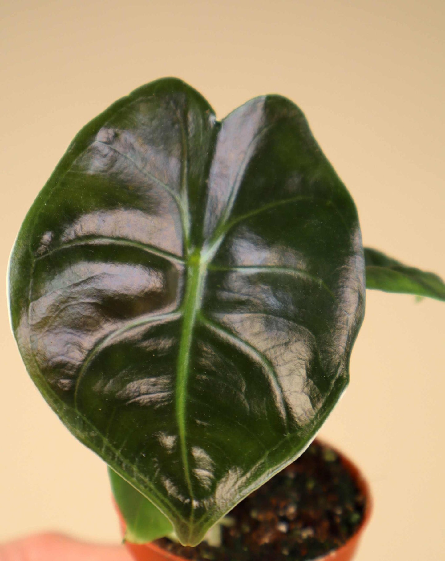 Alocasia golden bone