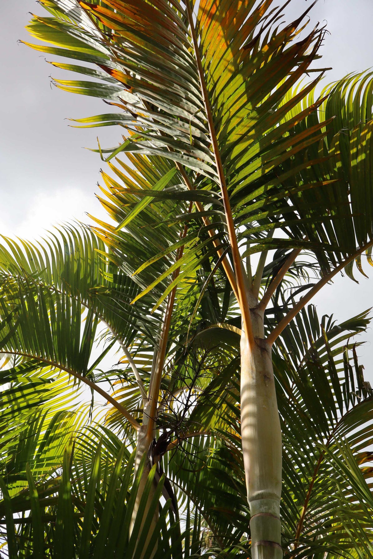 Dypsis lutescens 'Goldpalme'