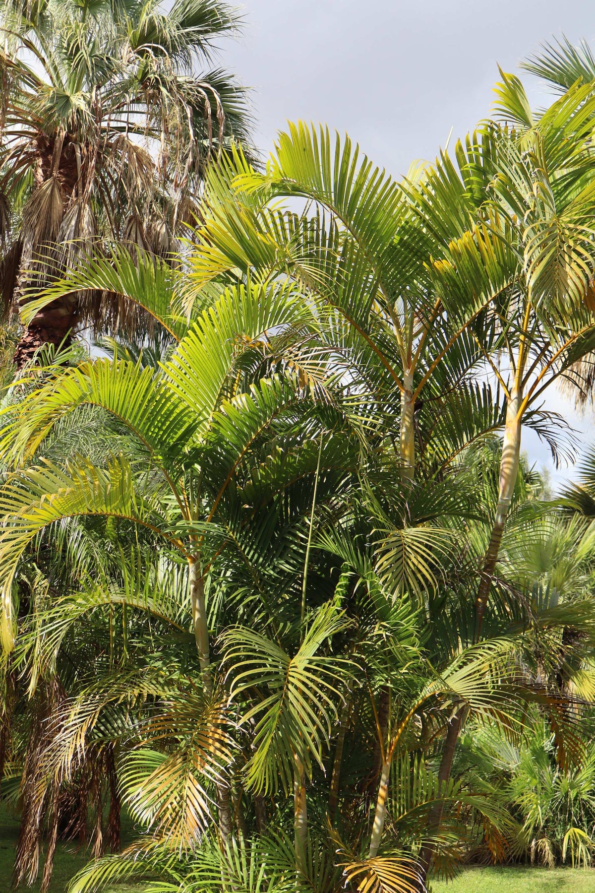 Dypsis lutescens 'Goldpalme'