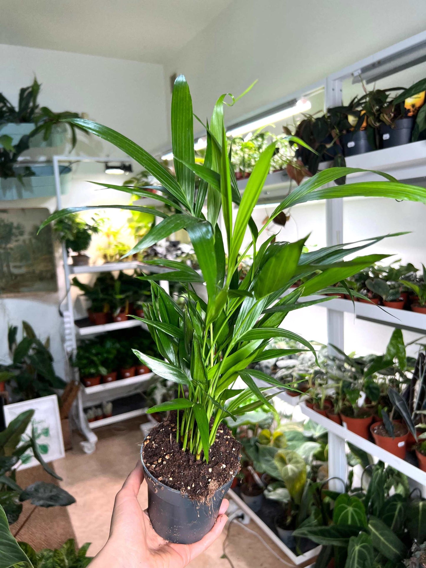 Dypsis lutescens 'Guldpalm'