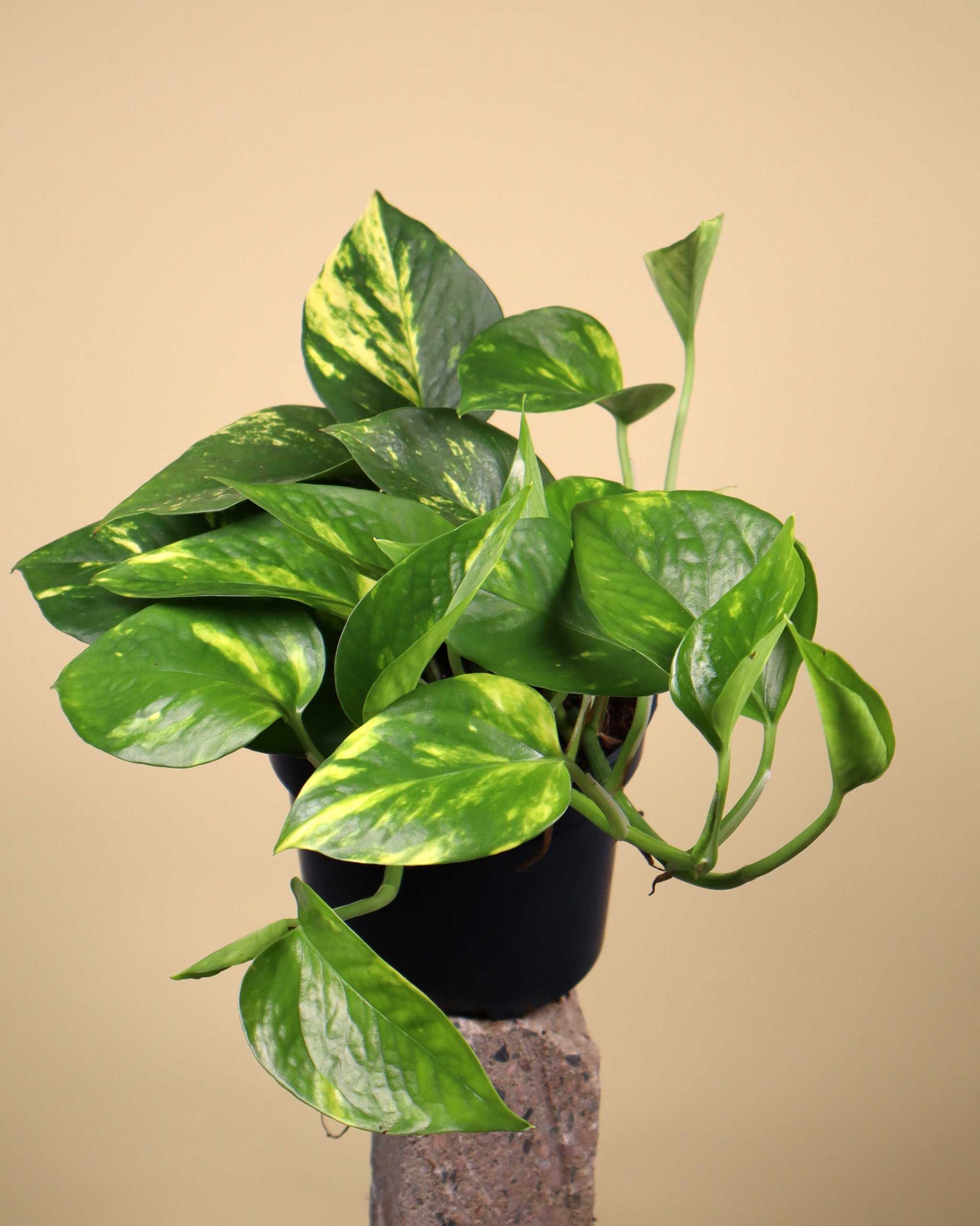 Gullranka 'Epipremnum aureum'