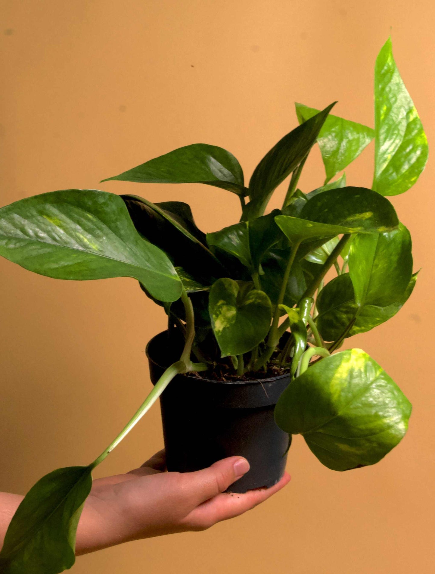 Goldrute 'Epipremnum aureum'