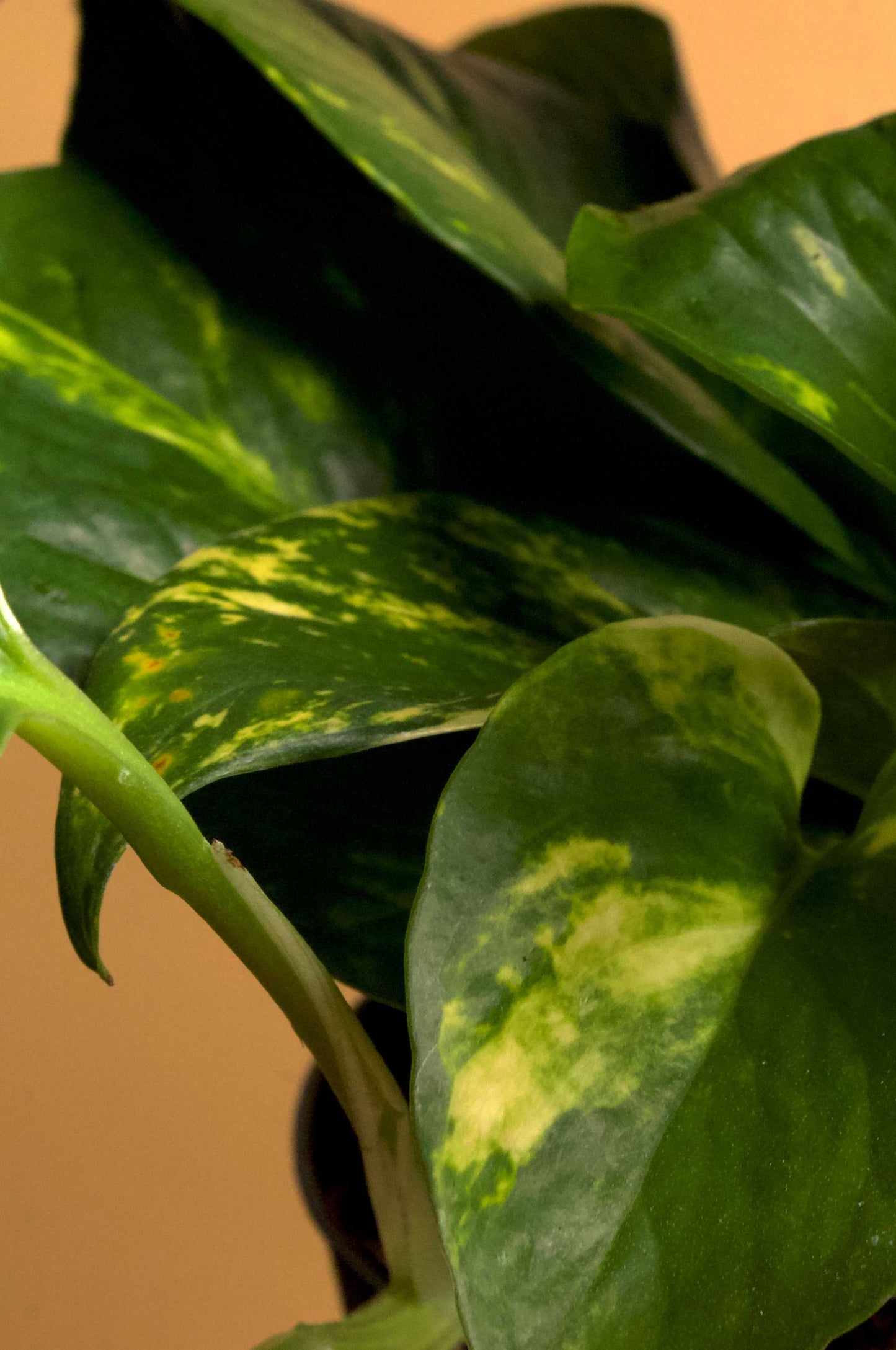 Goldrute 'Epipremnum aureum'