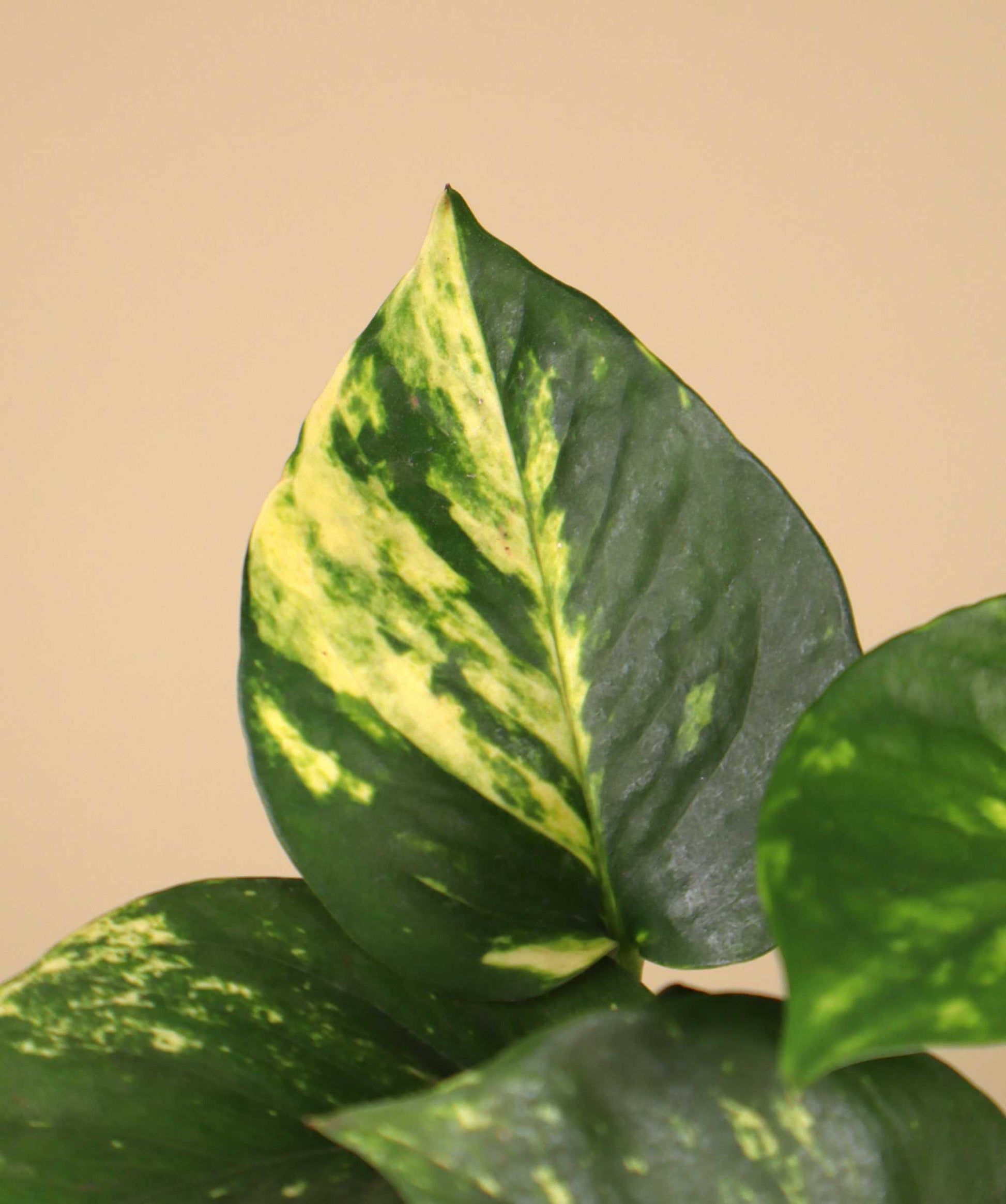 Gullranka 'Epipremnum aureum'