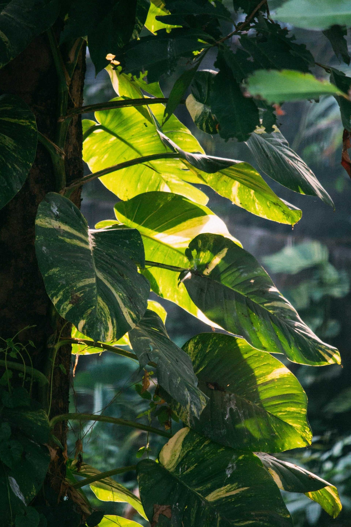 Gullranka 'Epipremnum aureum'