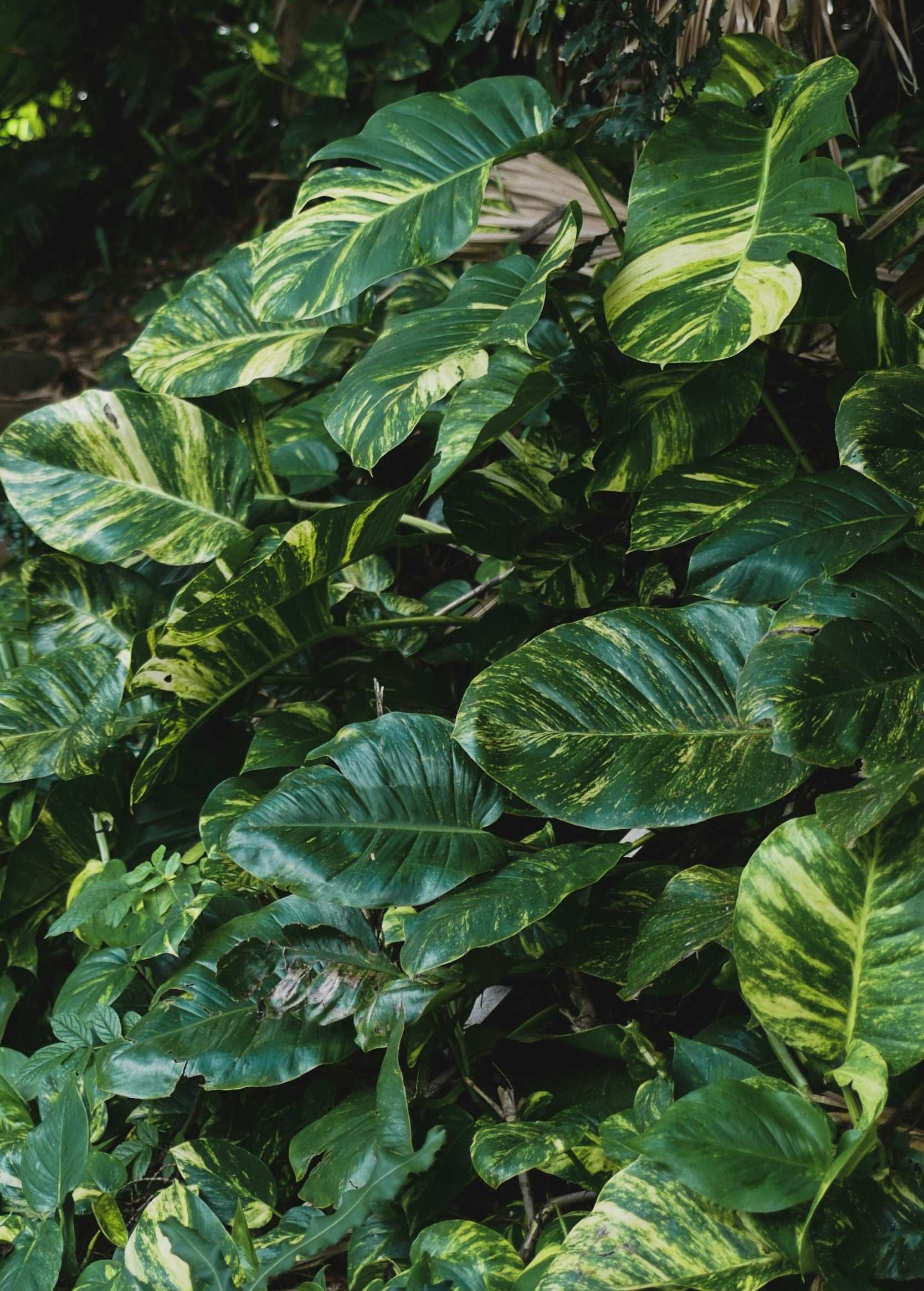 Gullranka 'Epipremnum aureum'