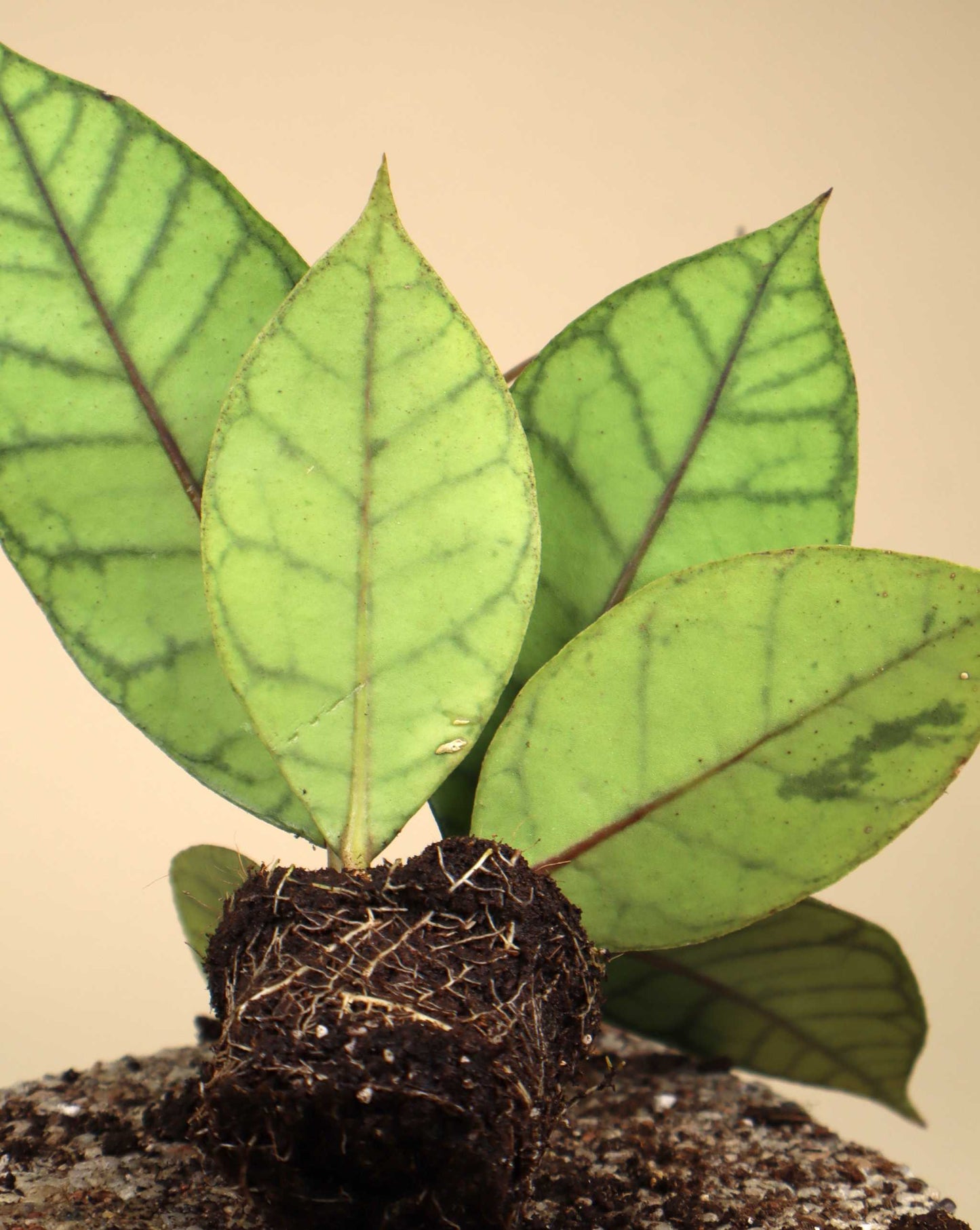 Hoya callistophylla