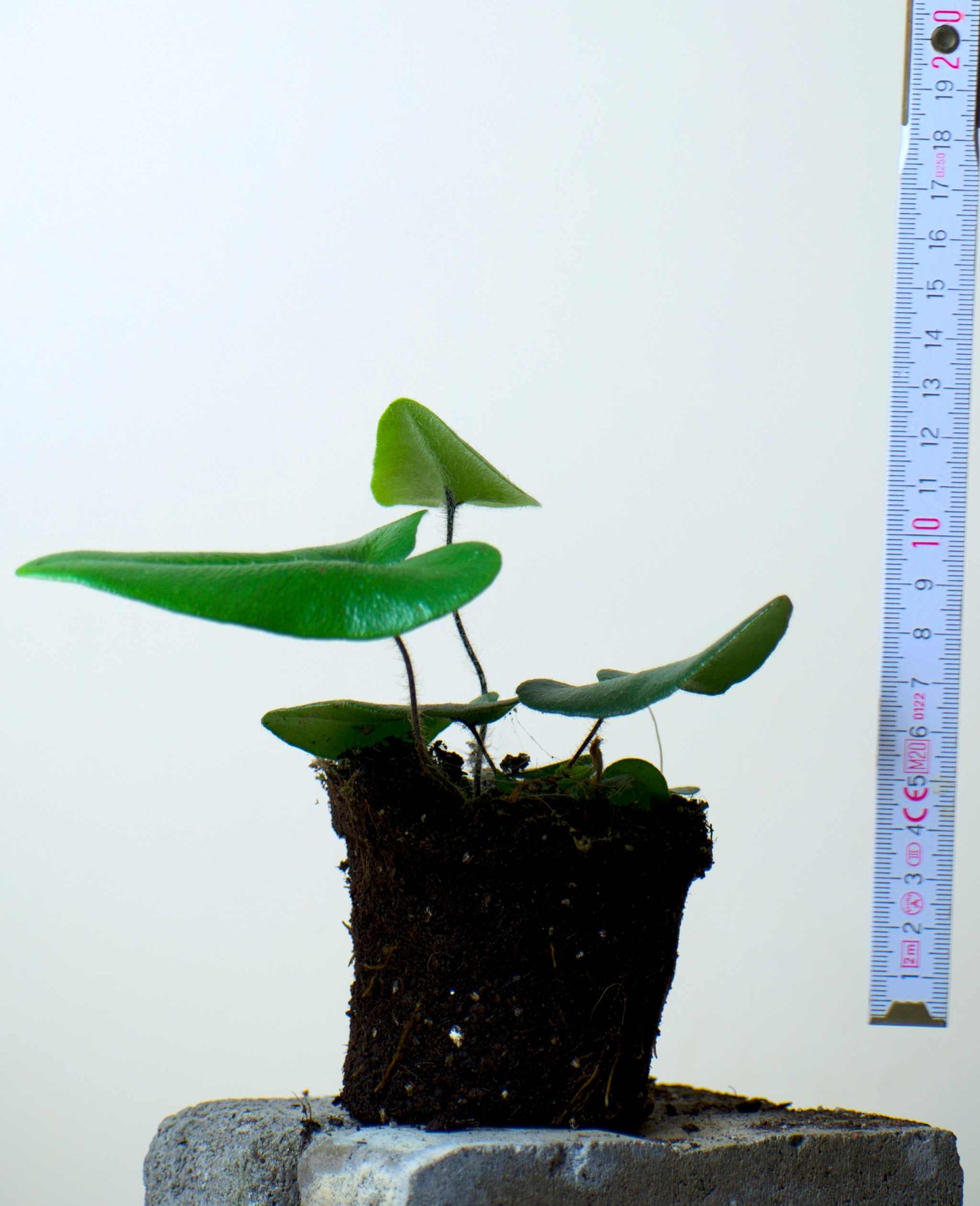 Hemionitis arifolia (Pilbräken)