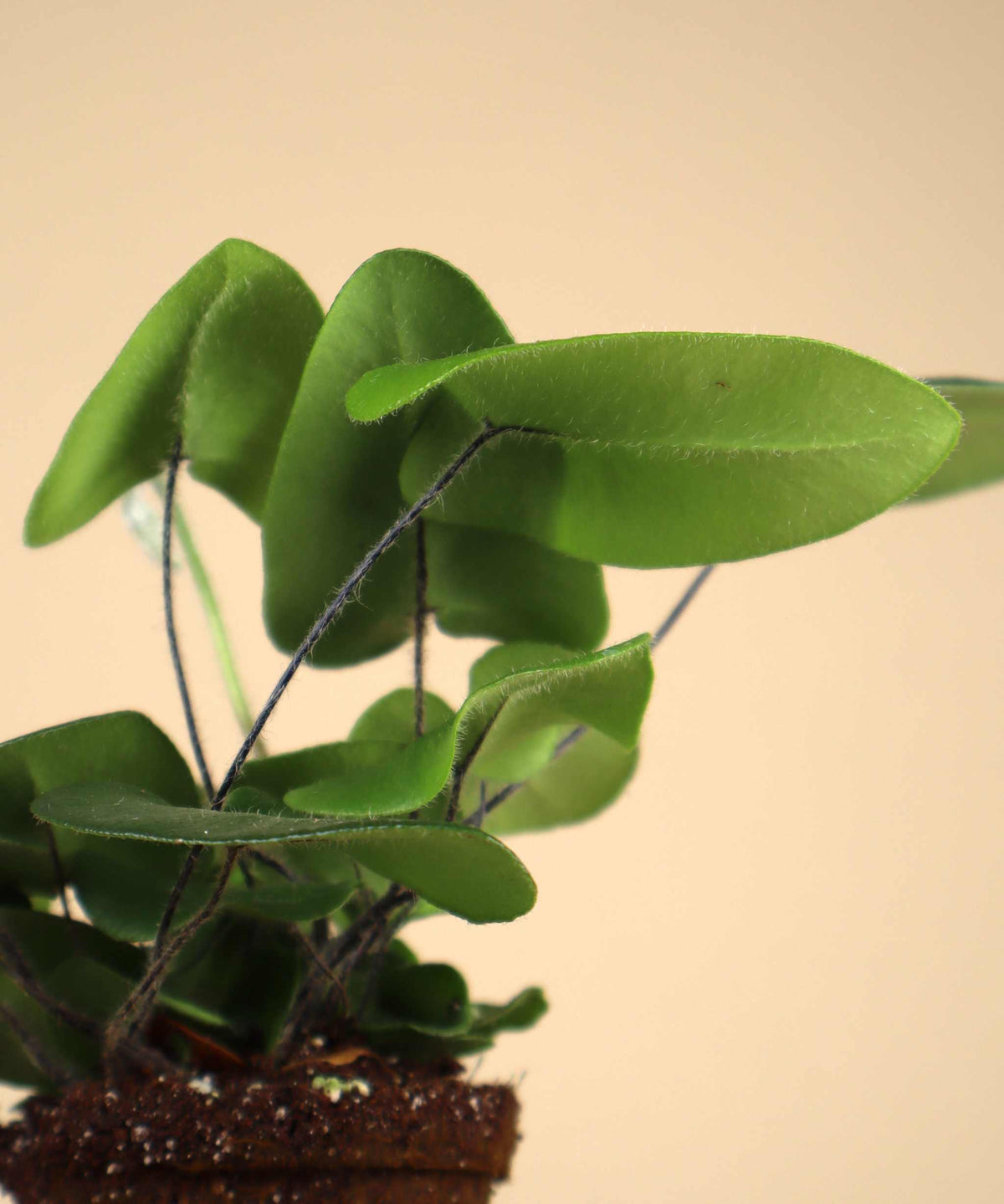 Hemionitis arifolia (Weidenfarn)