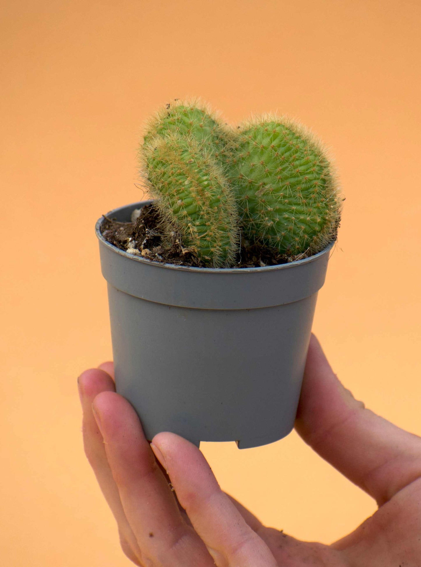 Bronskaktus 'Hildewintera aureispina'