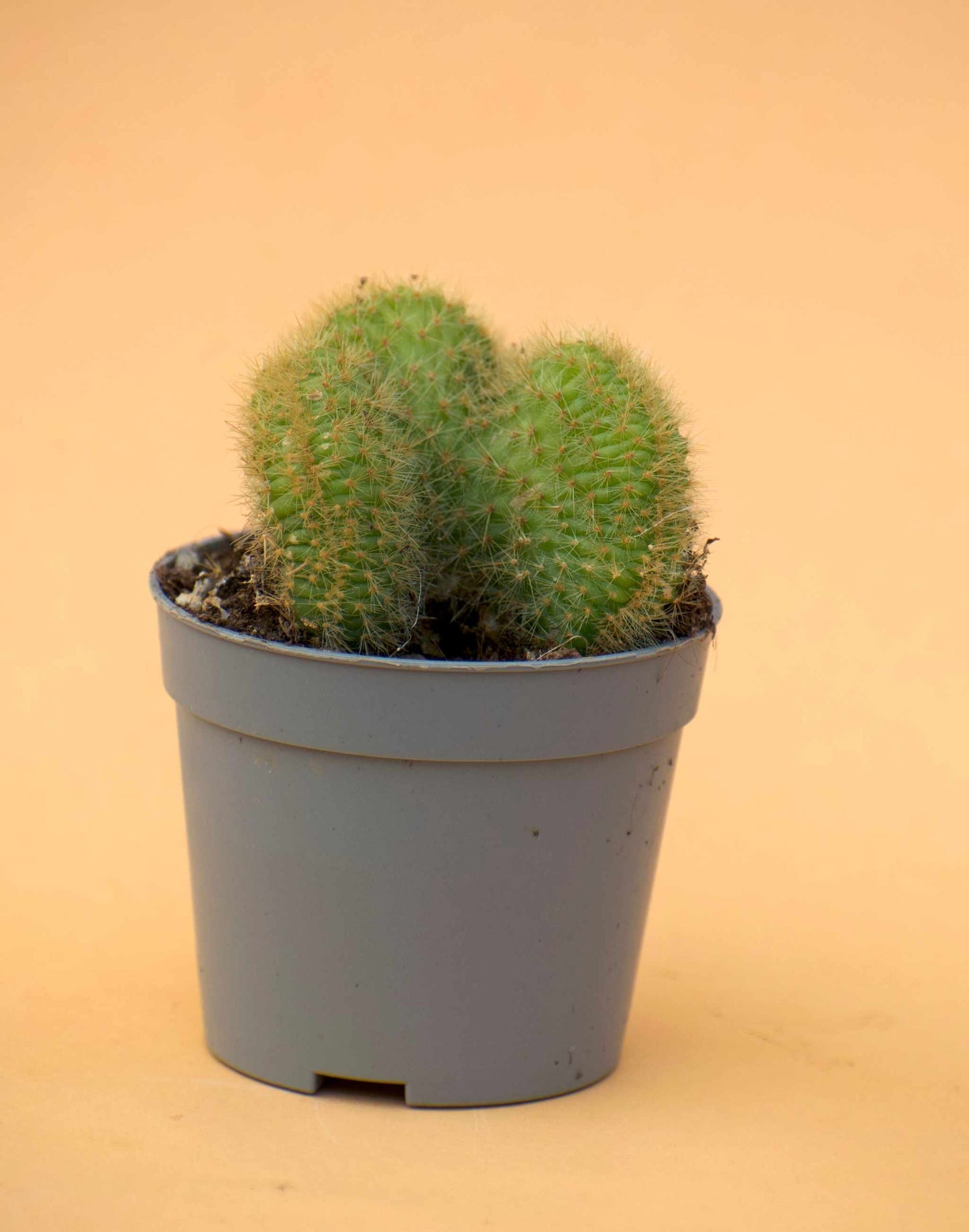 Bronzekaktus 'Hildewintera aureispina'