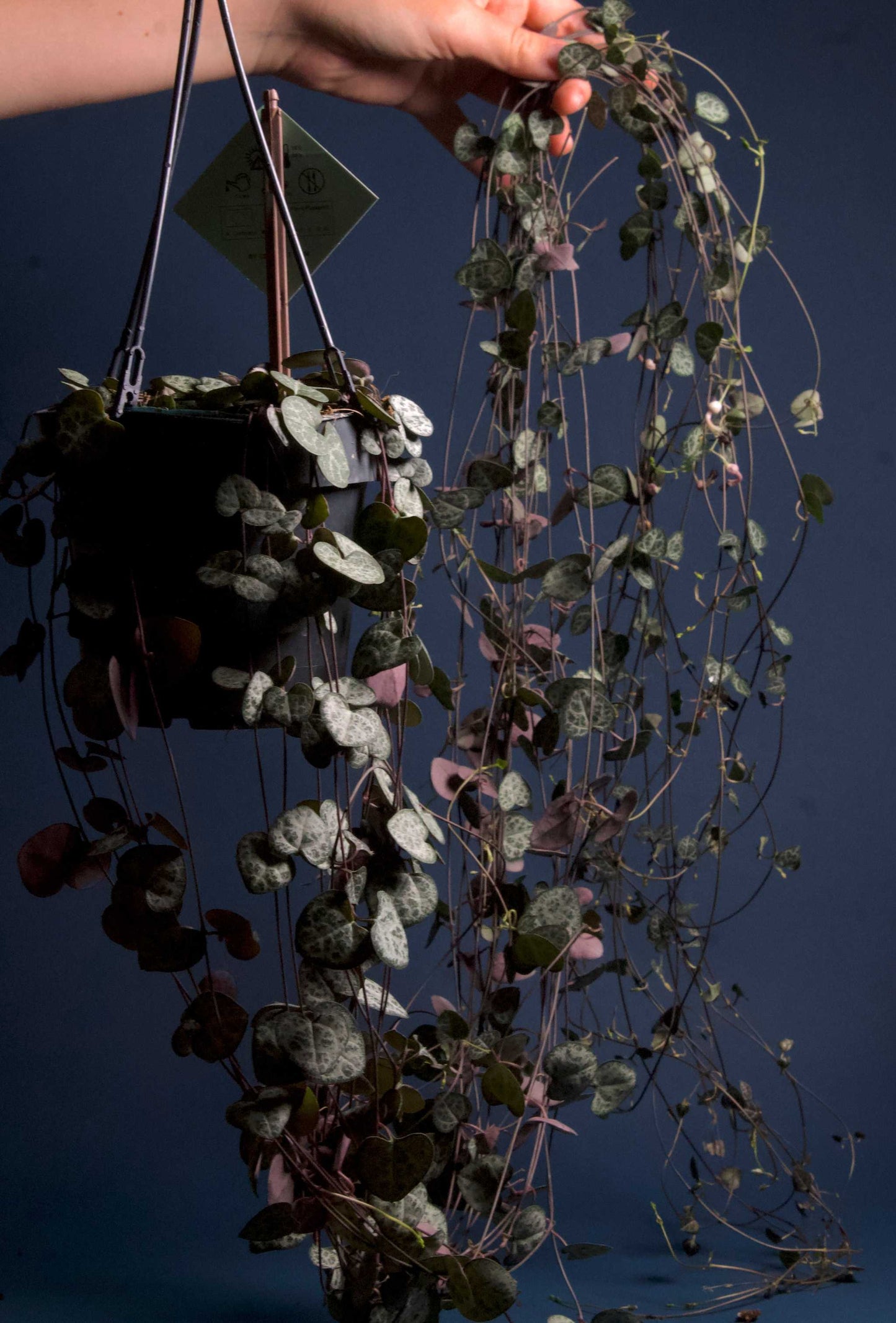 Hjärtan på tråd, 'Ceropegia woodii' variegata