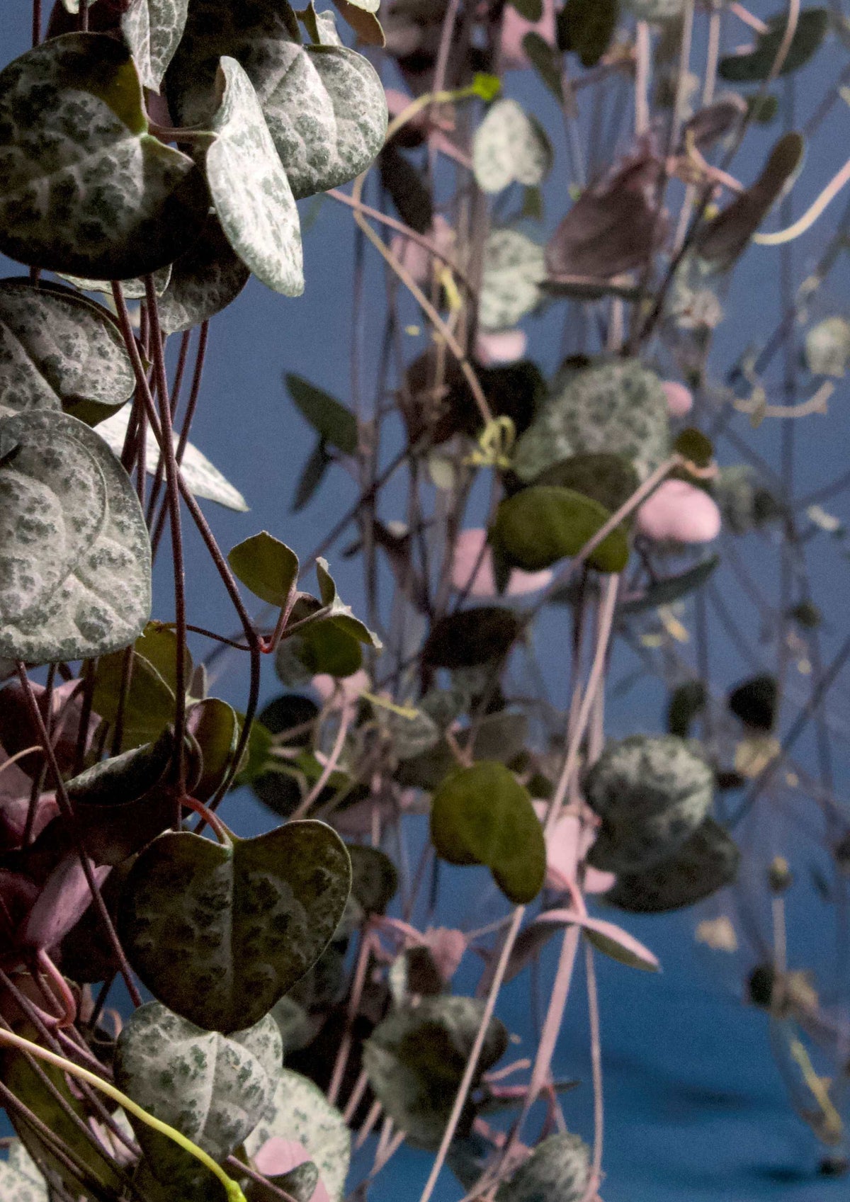 Hjärtan på tråd, 'Ceropegia woodii' variegata