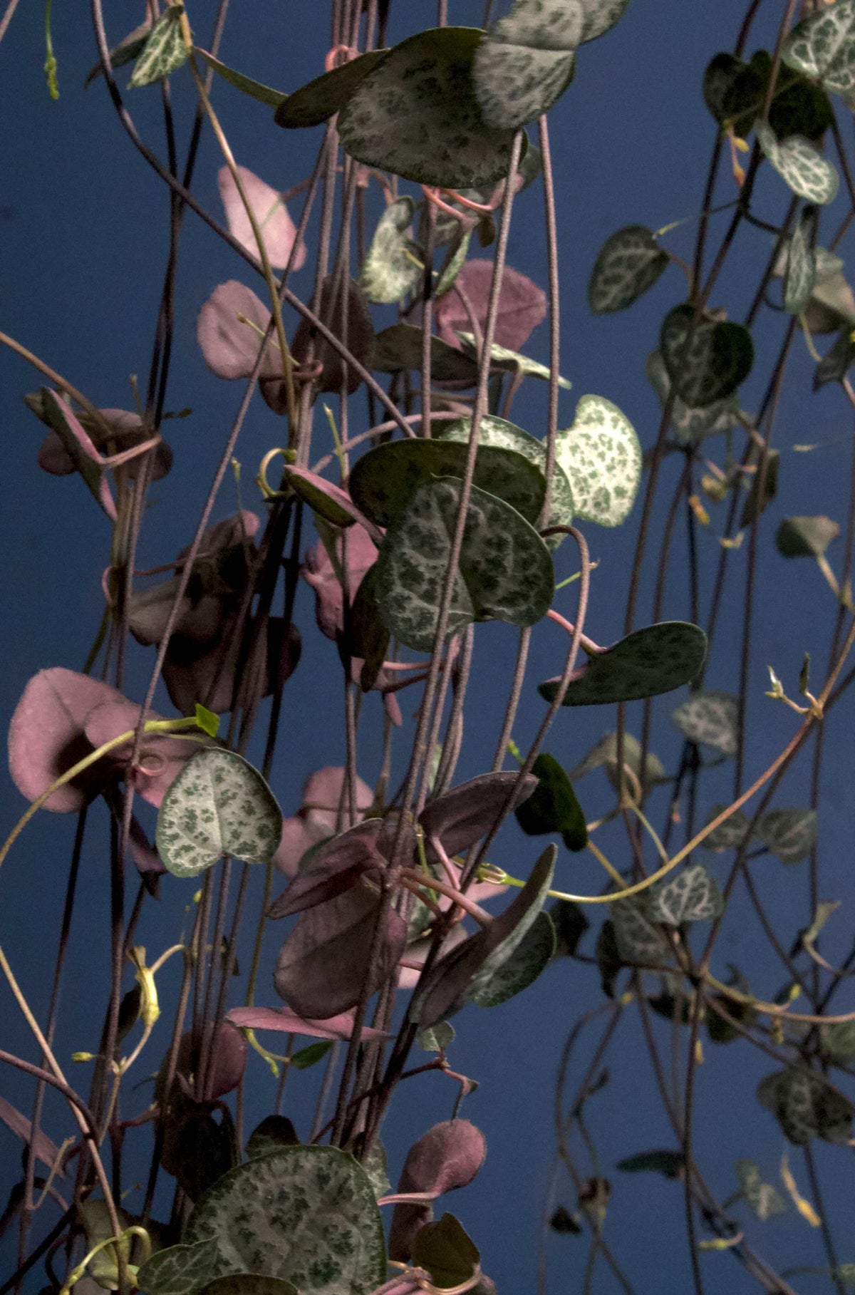 Hjärtan på tråd, 'Ceropegia woodii' variegata