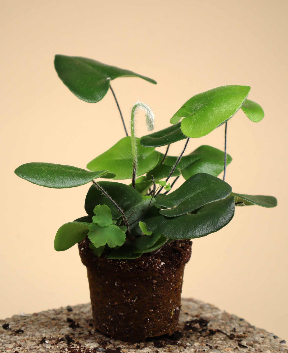 Hemionitis arifolia (Weidenfarn)