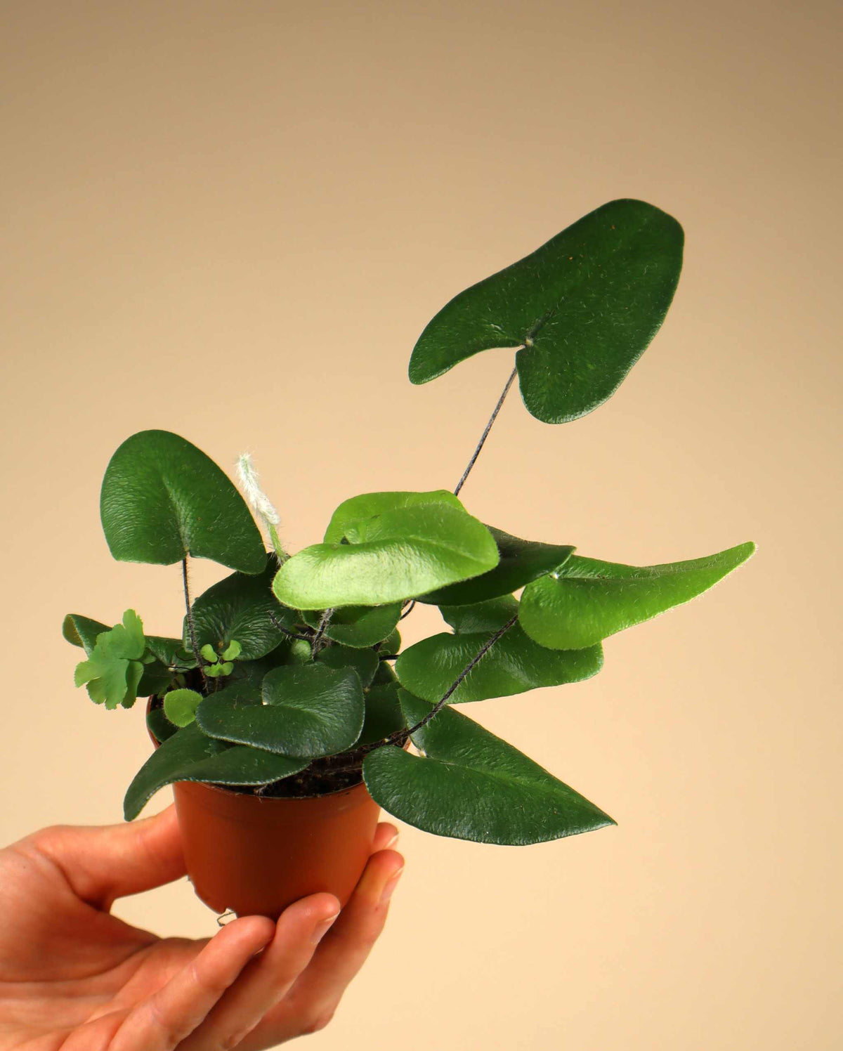 Hemionitis arifolia (Weidenfarn)