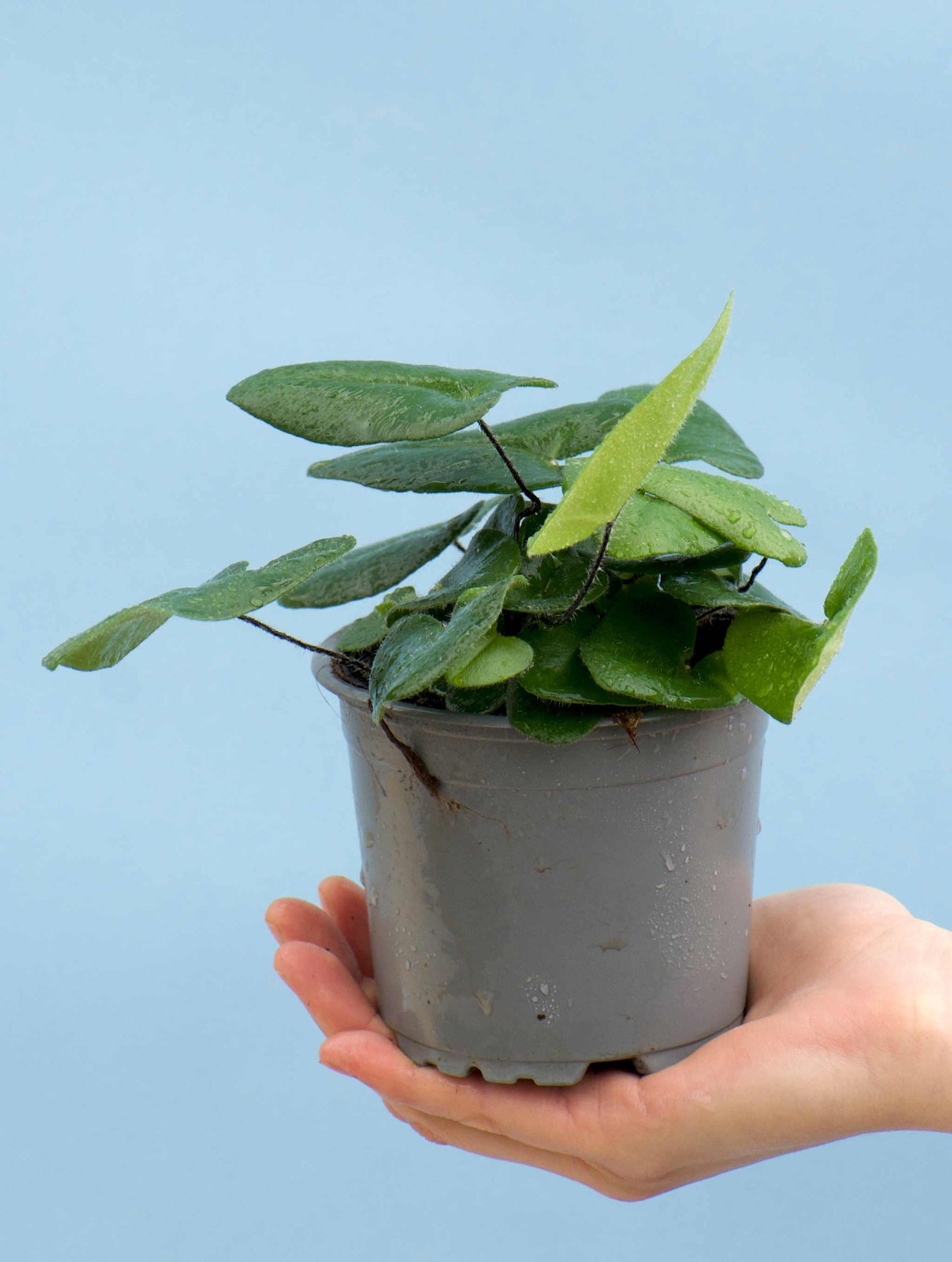 Hemionitis arifolia (Willow Fern)
