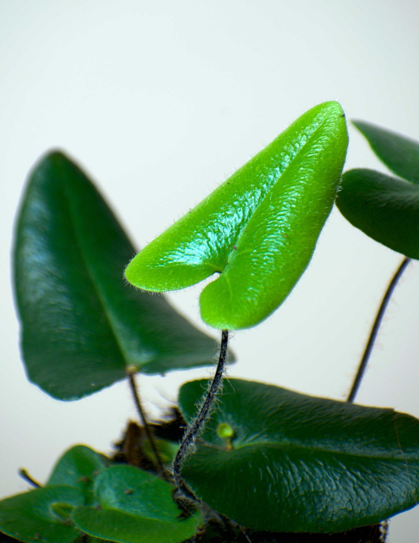 Hemionitis arifolia (Willow Fern)