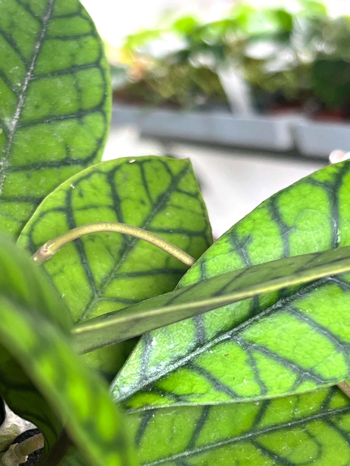 Hoya callistophylla