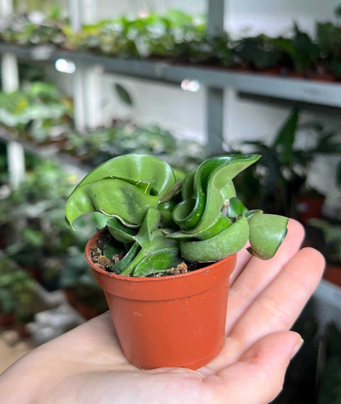 Hoya carnosa 'compacta'