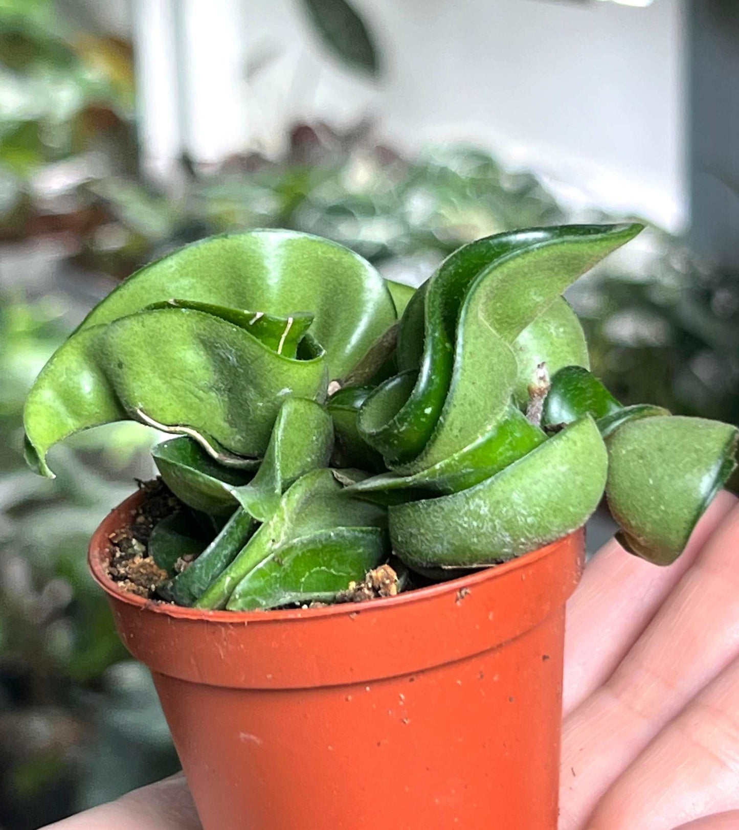Hoya carnosa 'compacta'