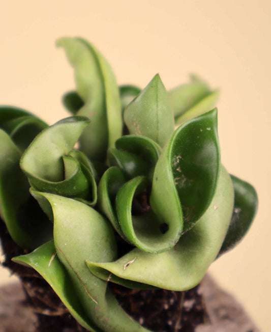 Hoya carnosa 'compacta'