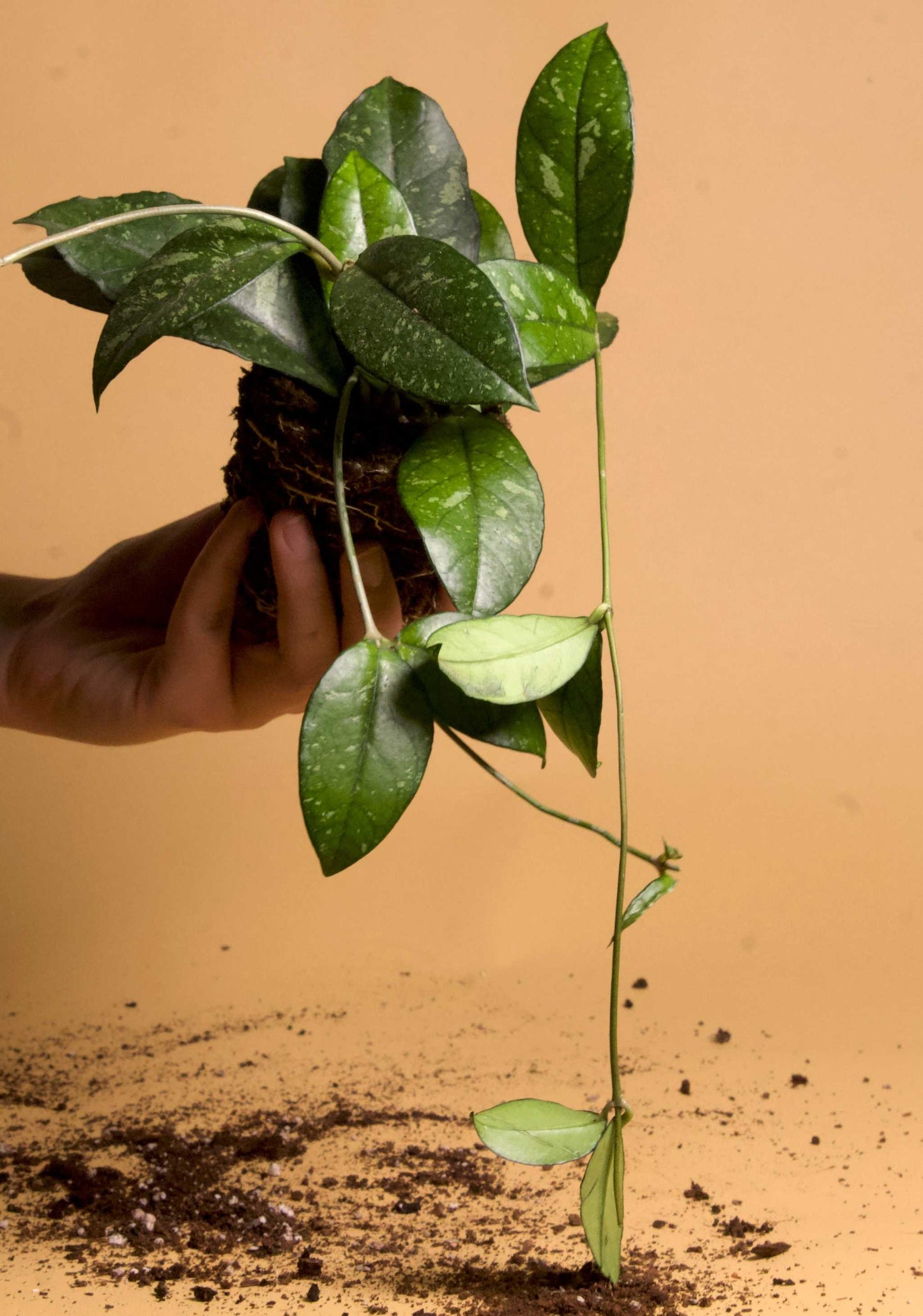 Hoya crassipetiolata